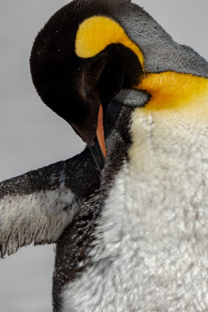 King penguin preening itself