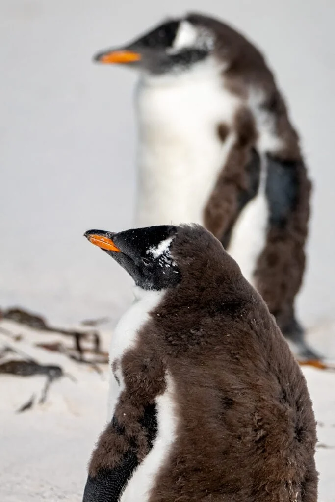 molting Gentoo penguins on the Falkland Islands