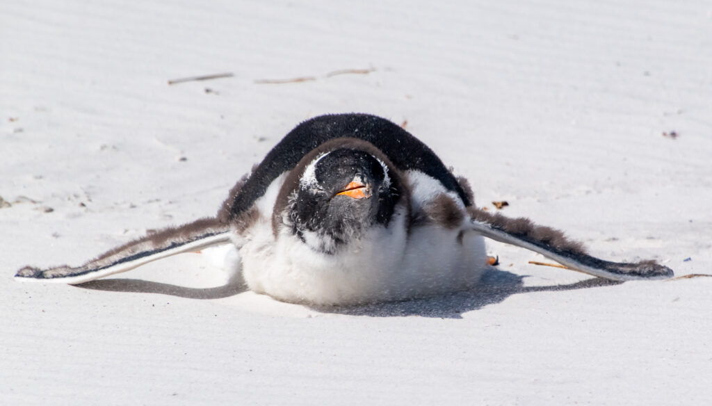 A Gentoo penguin resting in the sand on the Falkland Islands