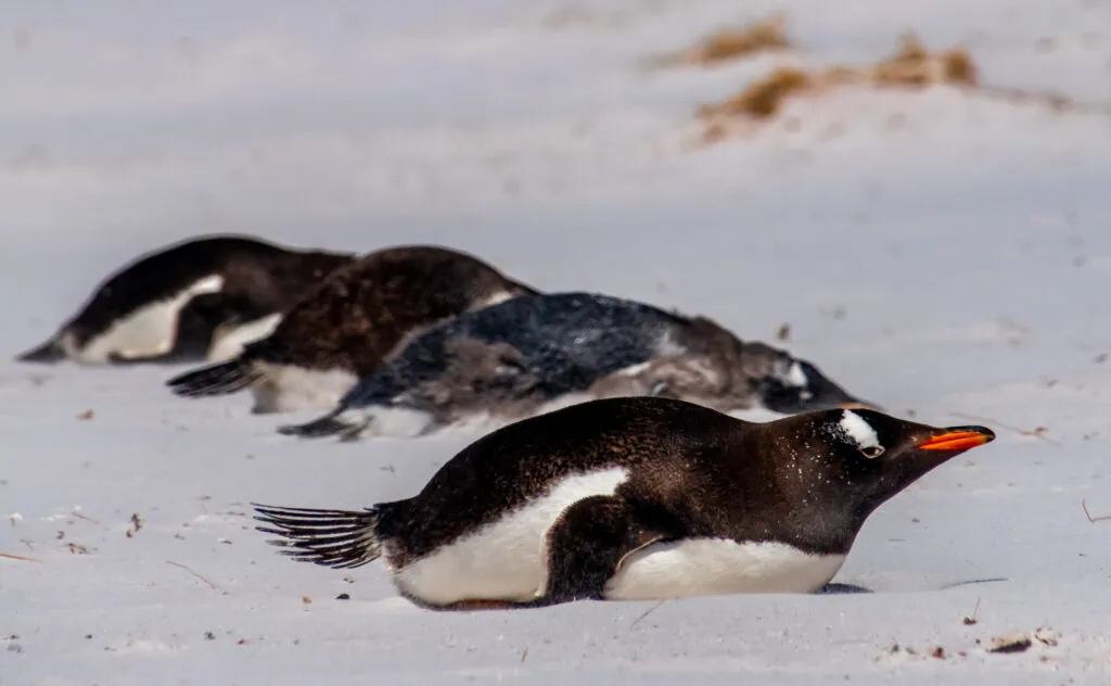 A row of Gentoo penguin juveniles resting in the sand