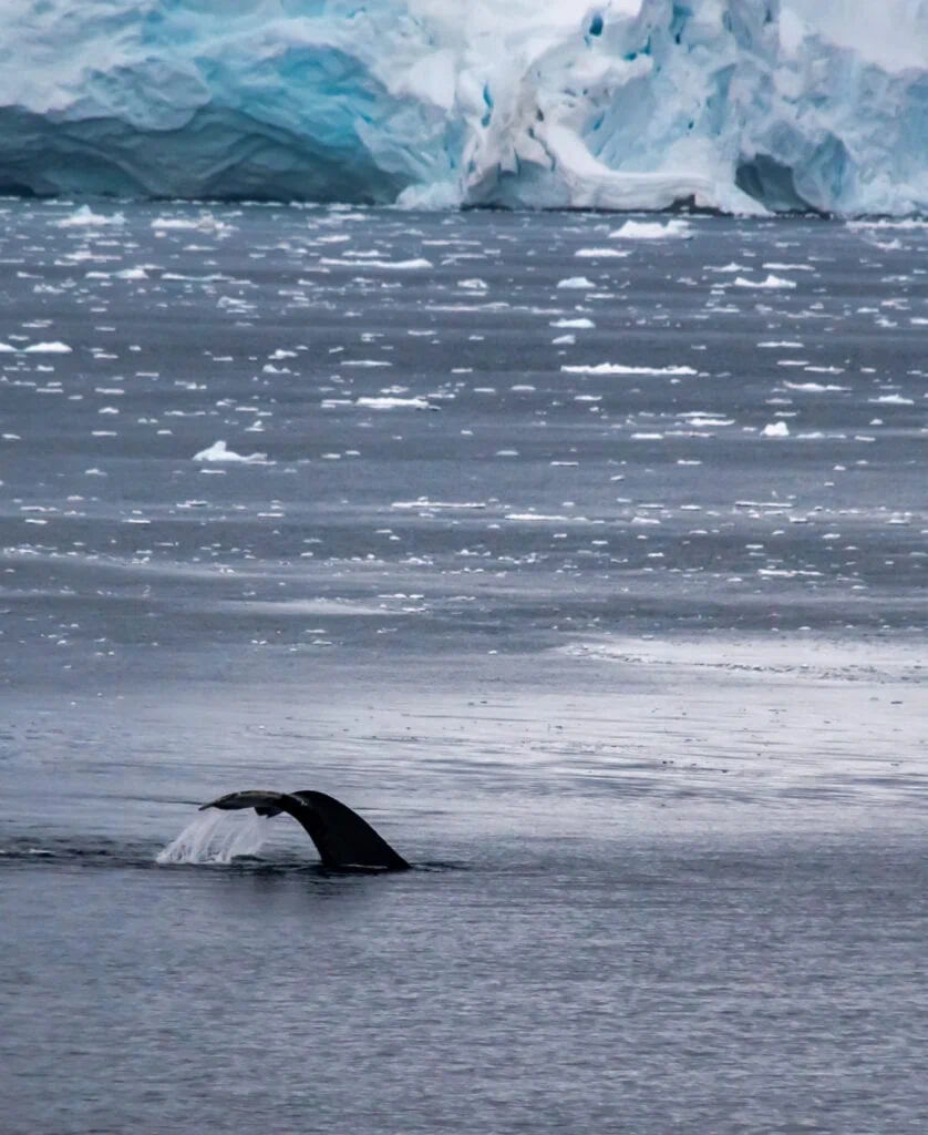 A long zoom lens helps to get the whale's tale photos