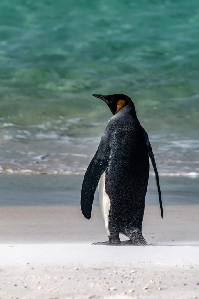 King Penguin on the falkland Islands