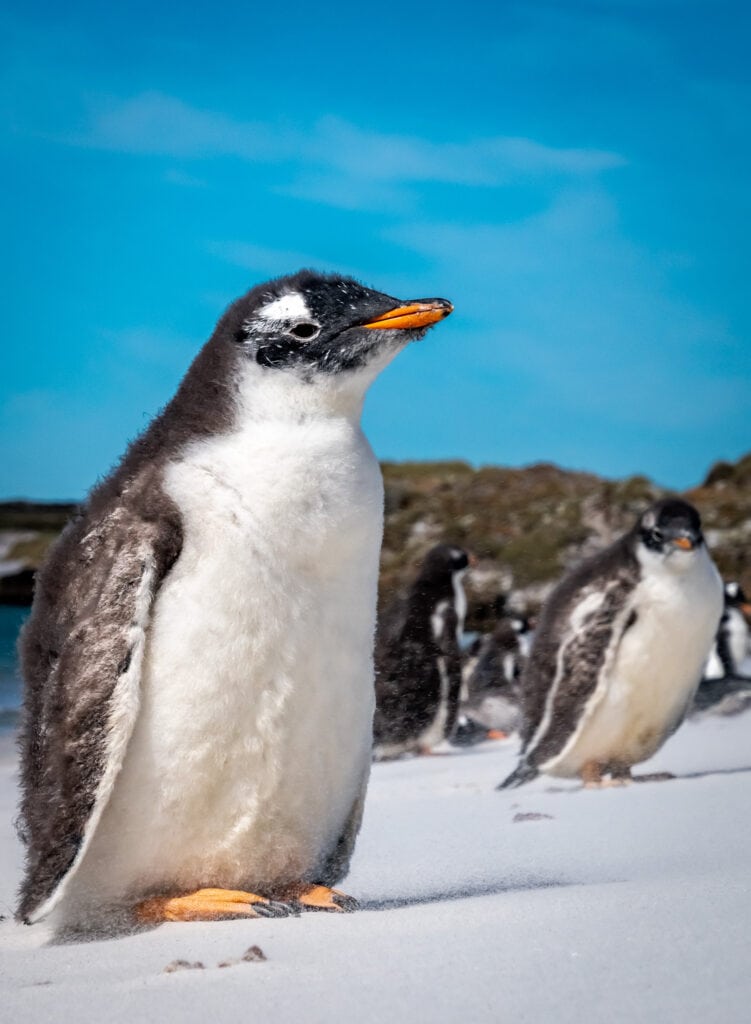 Gentoo penguins on the Falkland Islands