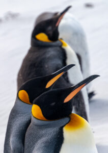 King penguins on the Falkland