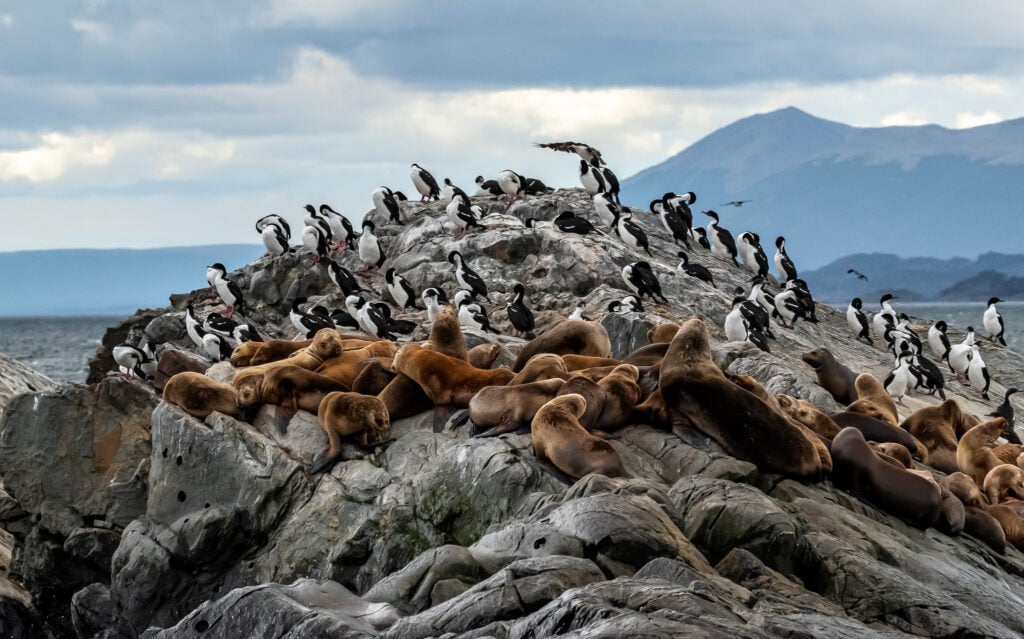 Cormorants and sea lions in the Beagle Channel