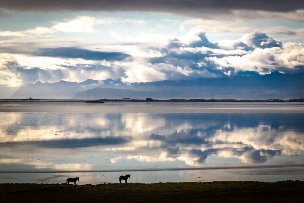 views of horses and fjords in Iceland