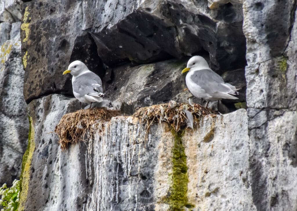 The sea stacks around Grimsey Island are filled with bird life