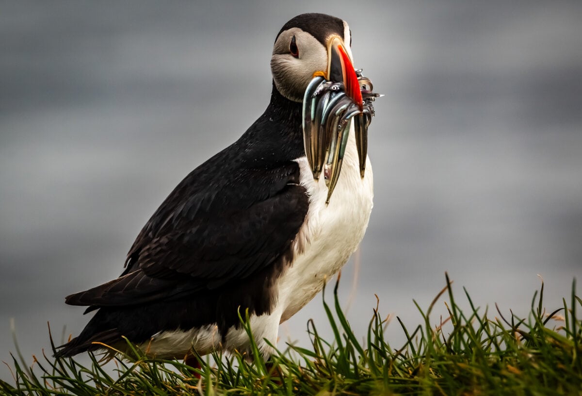 a puffin holding fish in Iceland