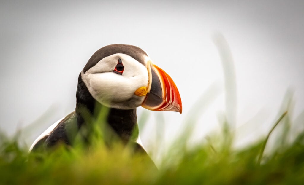 Close up of puffin on Flatey Island
