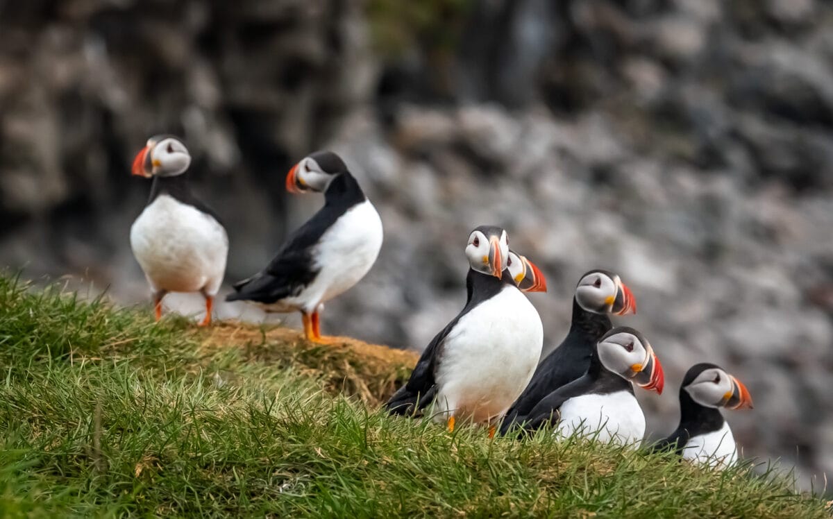 Seeing puffins on flatey island was one of the best shore excursions in Iceland