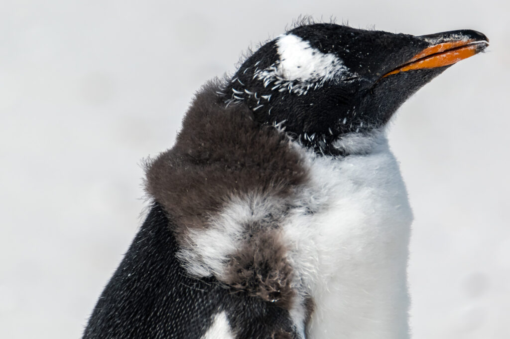 juvenile Gentoo penguin