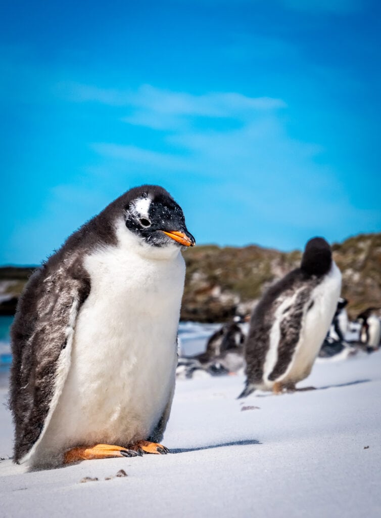 Up close with a Gentoo penguin