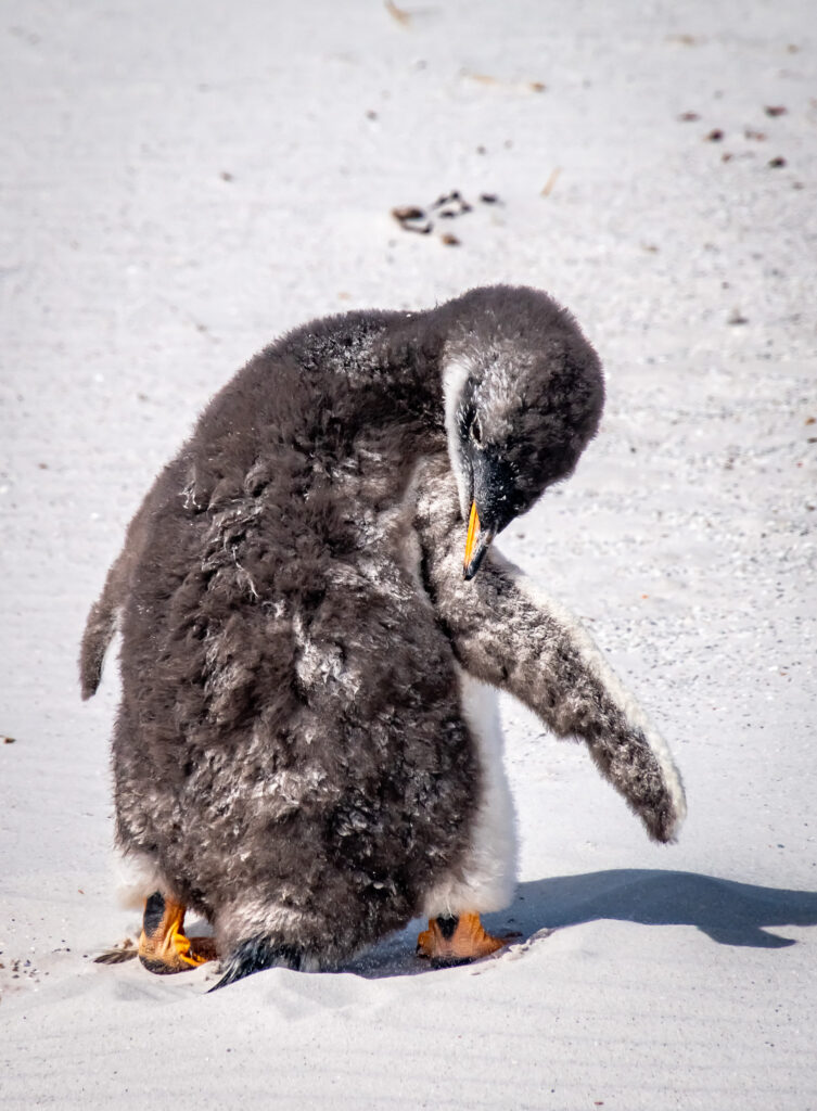Gentoo penguin picking off his downy fluff