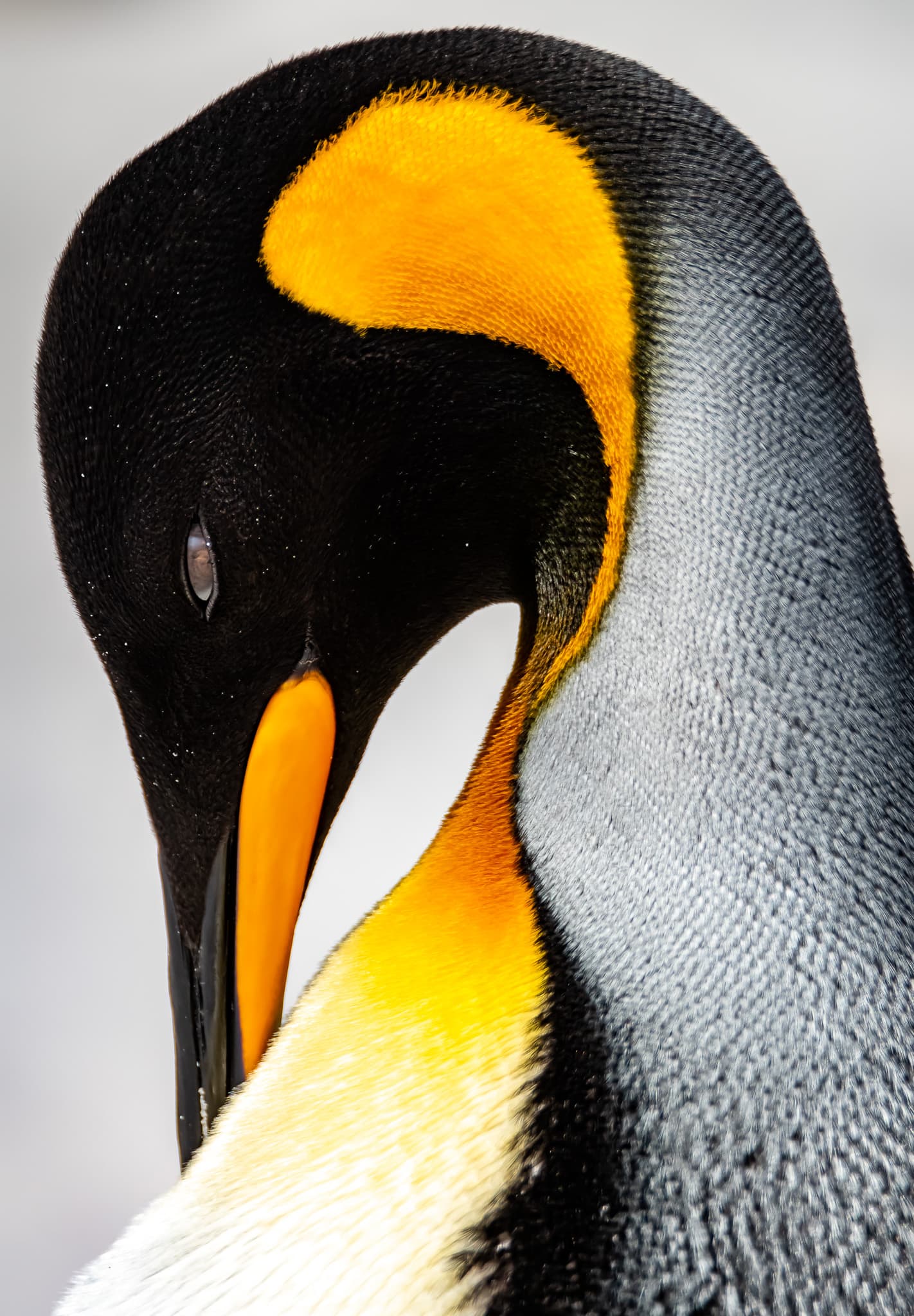 King penguin portrait