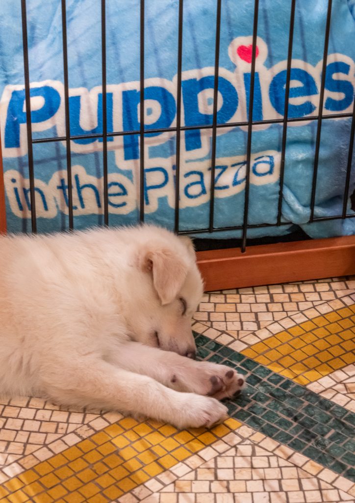 Puppies on the Piazze
