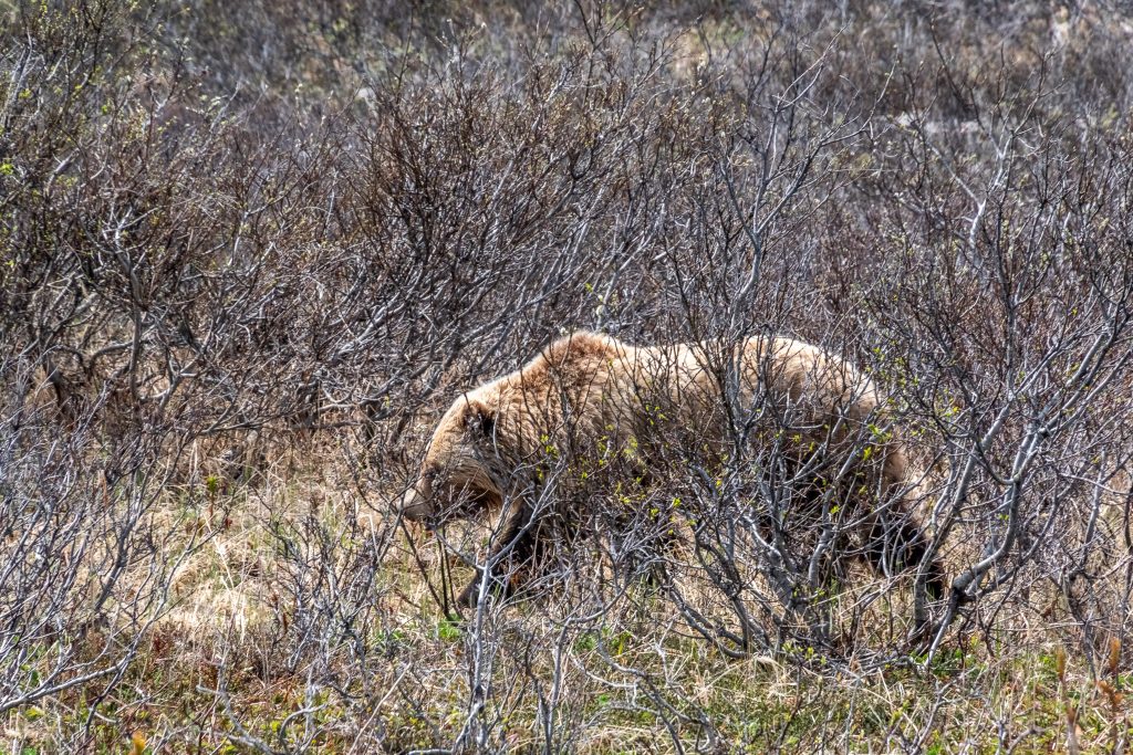 Came across a brown bear foraging while driving the Haines highway