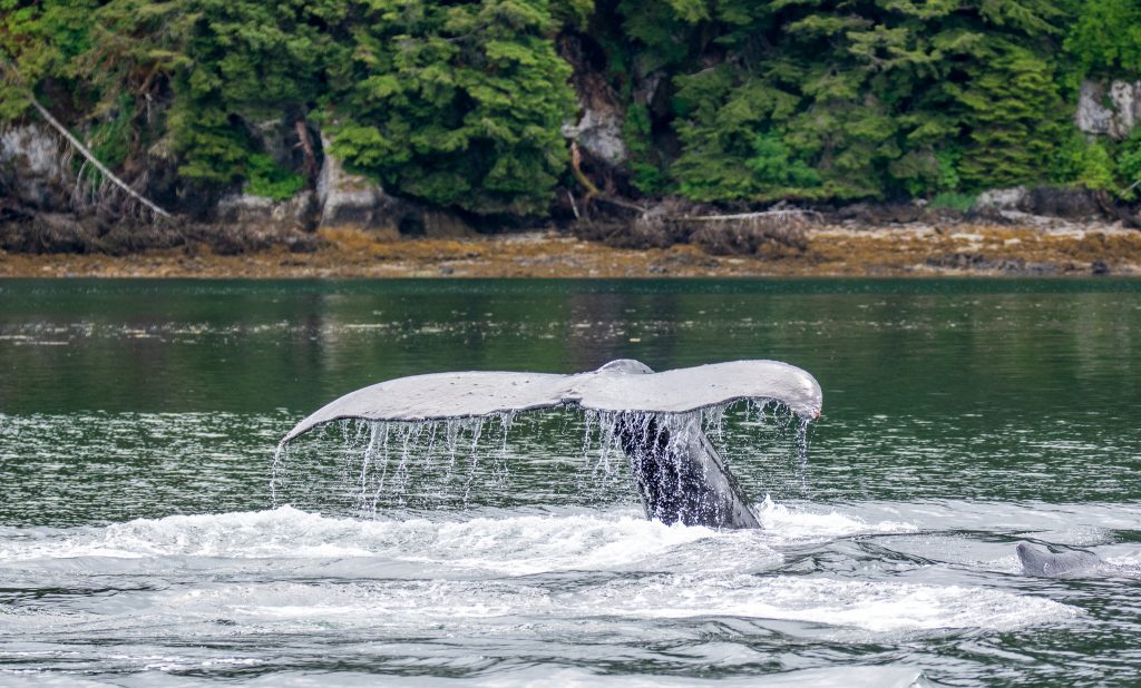 Whale watching in Icy Point Strait 