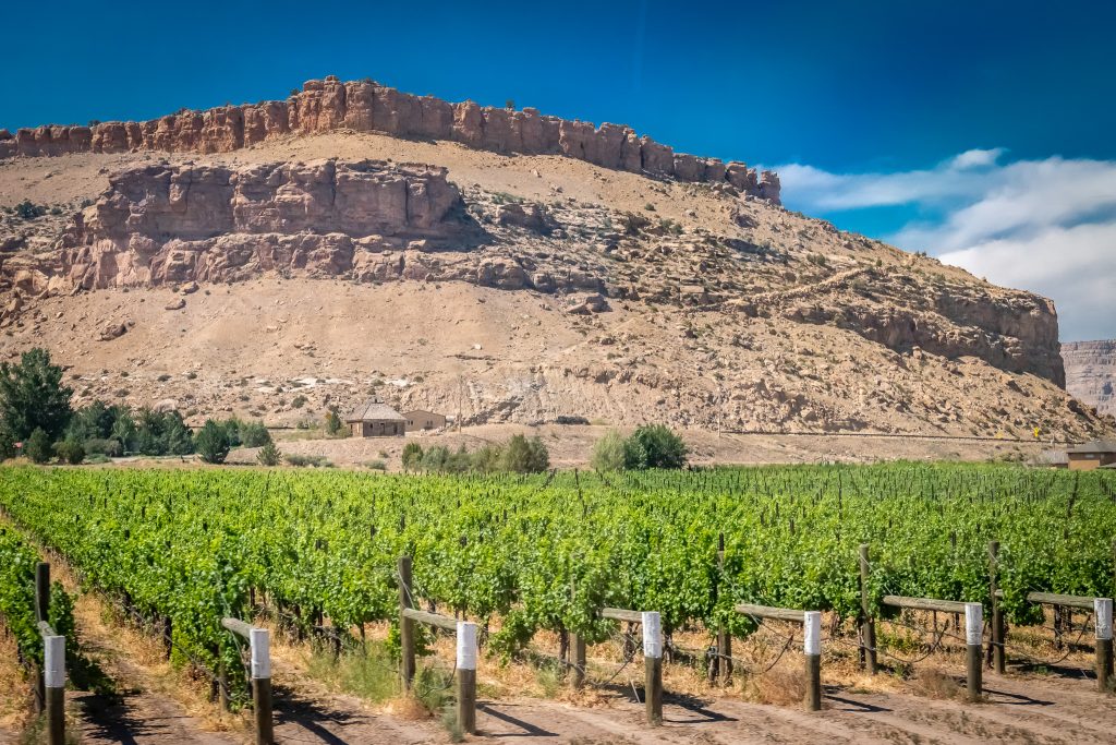 Vineyard in Grand Valley, Colorado