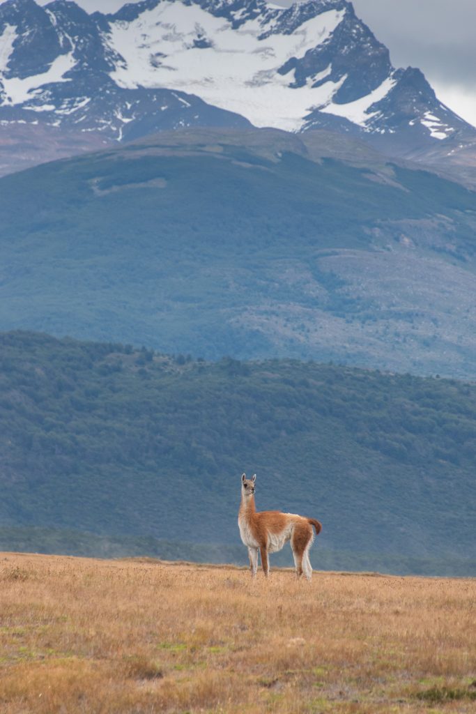 Guanaco in Torres del Paine