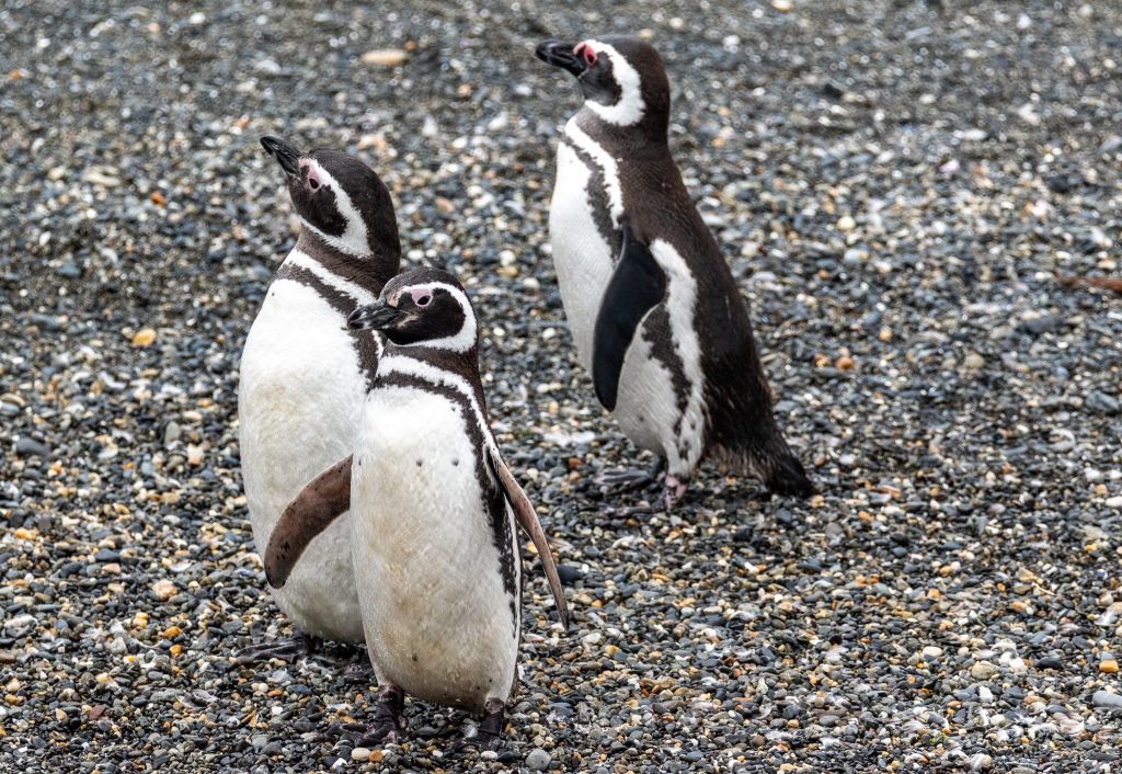 Gentoo penguins