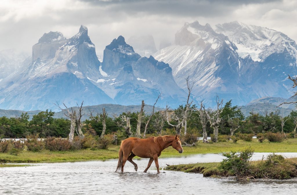 Pampa Lodge horses on the Serrano River