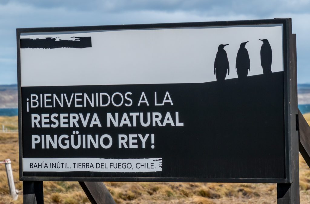 At the king penguin conservations area