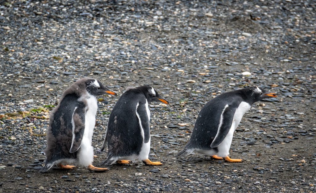 Three gentoo penguins