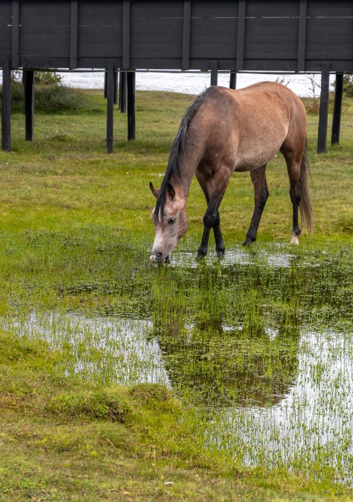 ONe of the Pampa Lodge horses