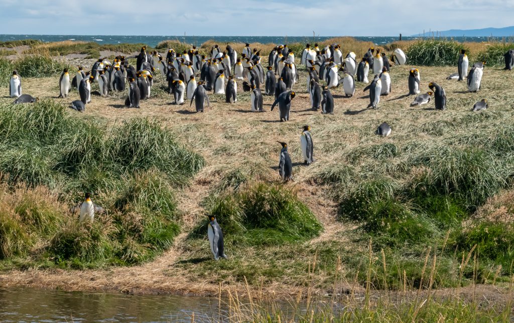 king penguin colony