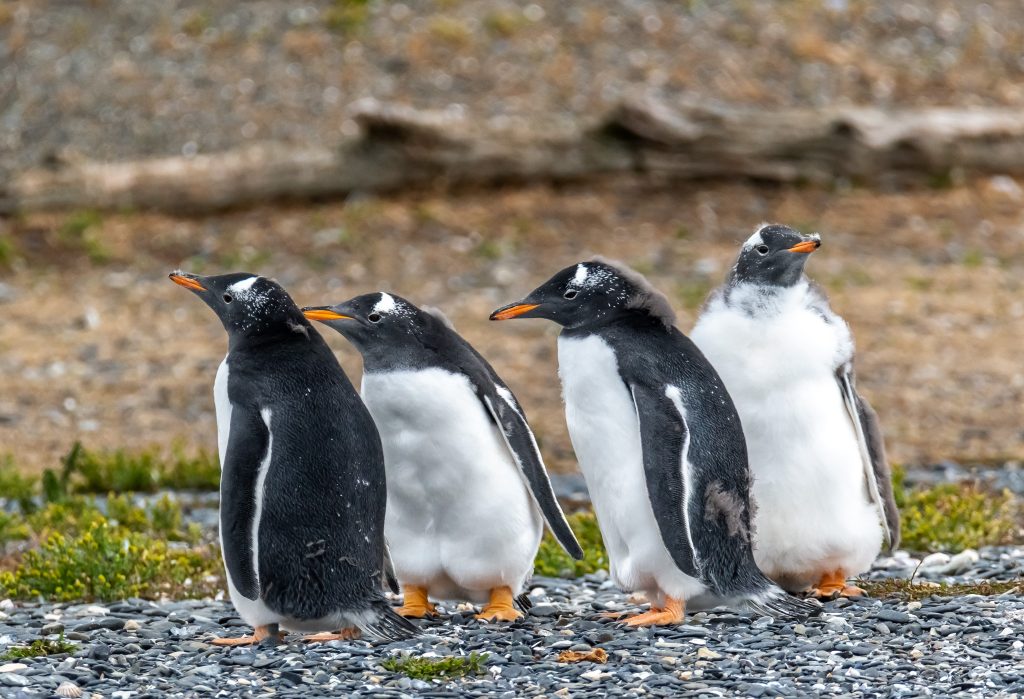 Magellanic penguin on Isla Martillo
