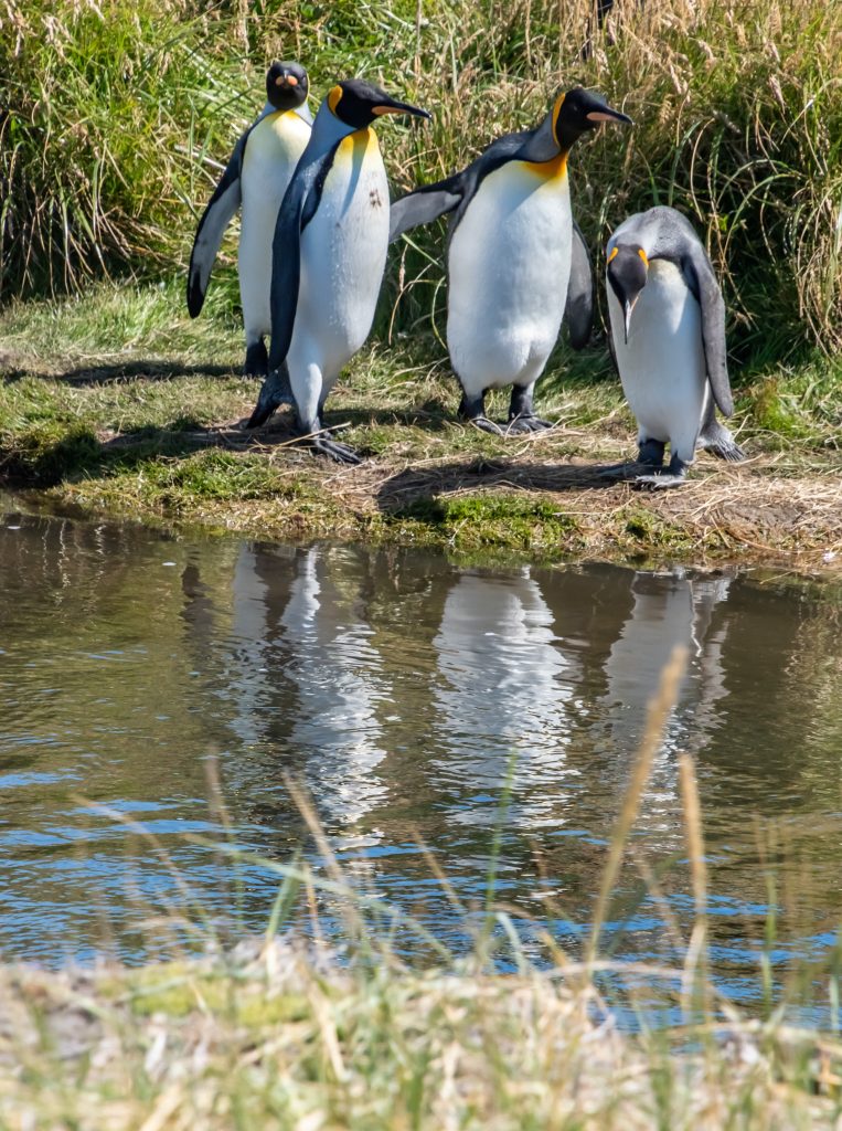 king penguins trying to decide if they want to go in the water