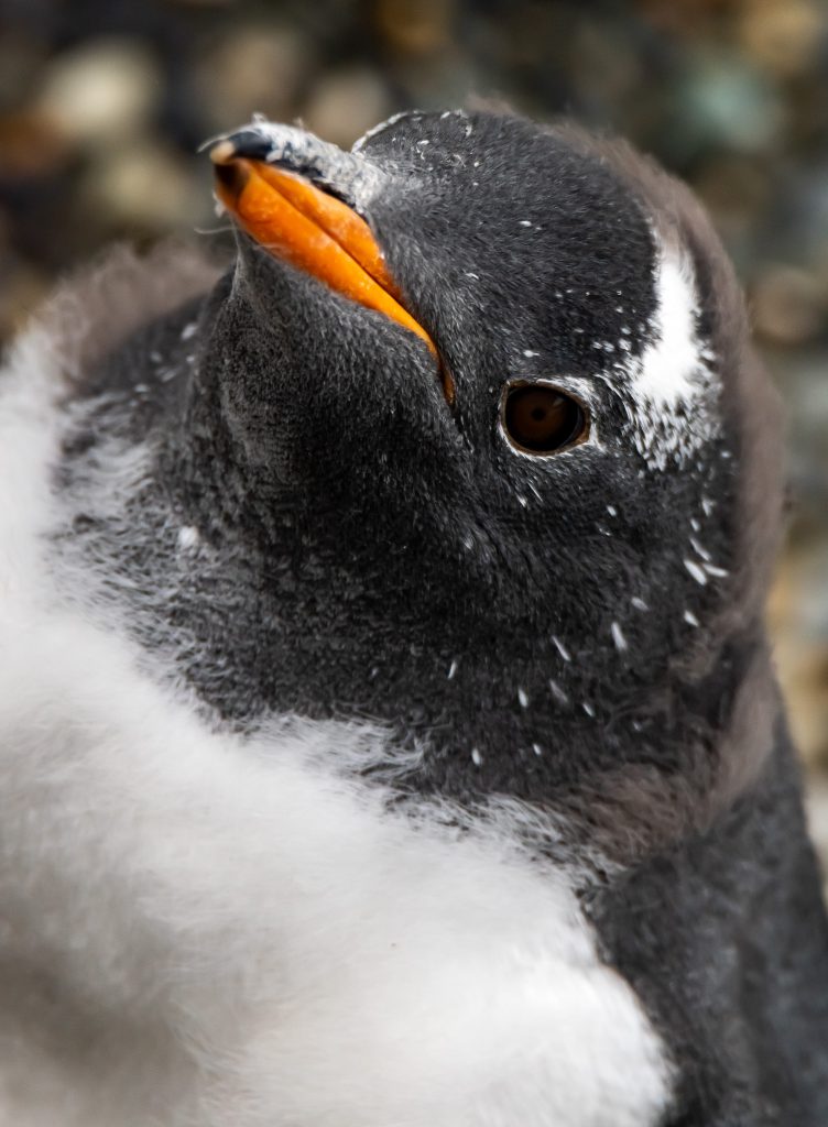 Close up of gentoo penguin