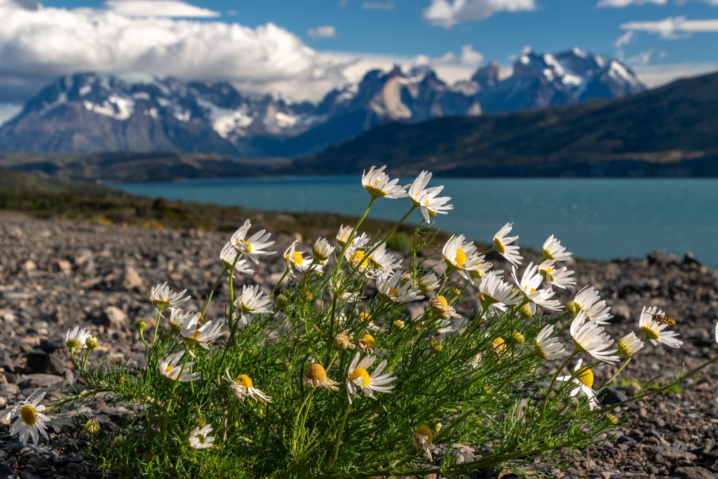 View of Torres del Paine mountains from the Mirador Grey overlook