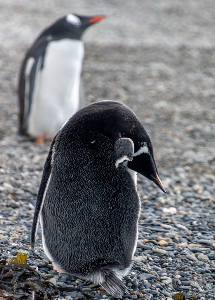 Gentoo penguins on Hammer Island