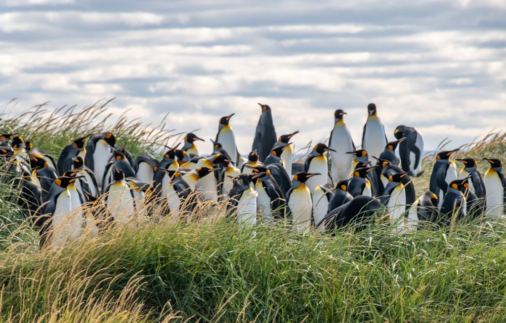 Close up of th eking penguin colony