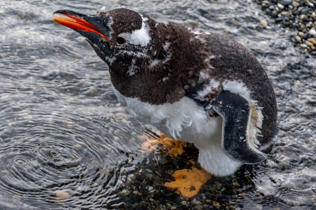 A molting gentoo penguin