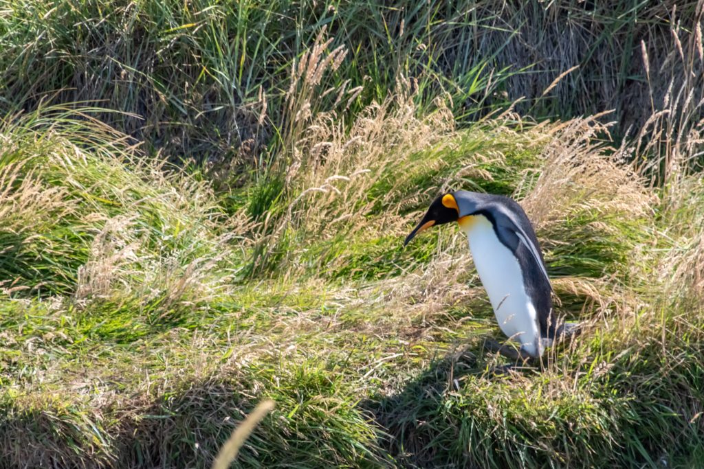 king penguin
