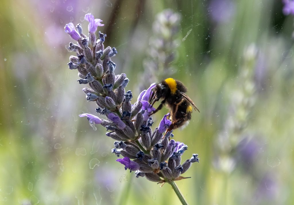 honeyee and lavander