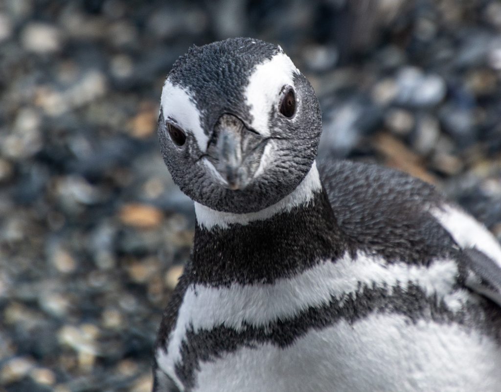 A cute Magellanic penguin
