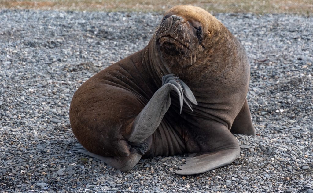 A sea lion scratches his itch