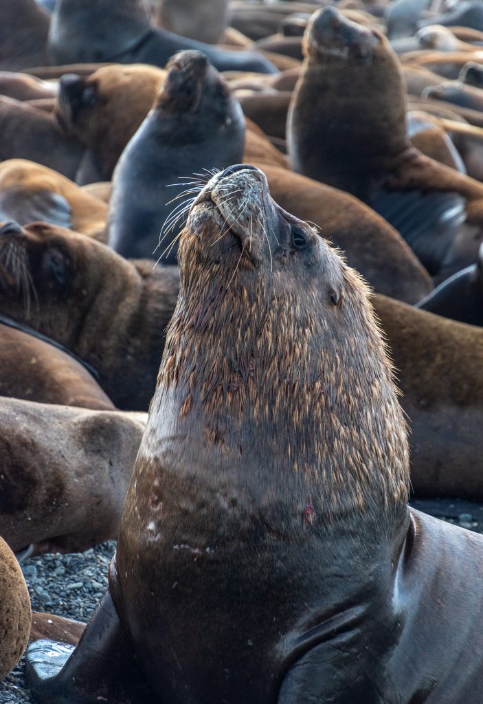 Sea lions on Isla Martillo