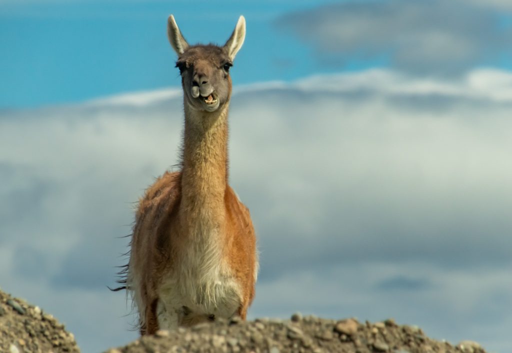 Guanaco