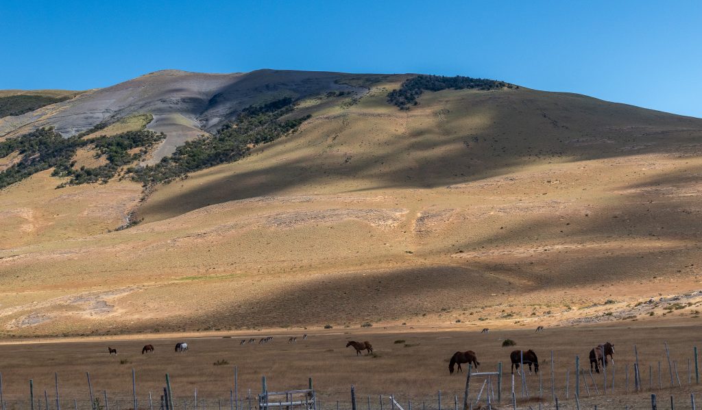 Typically grassy steppes in Chile's Patagonia