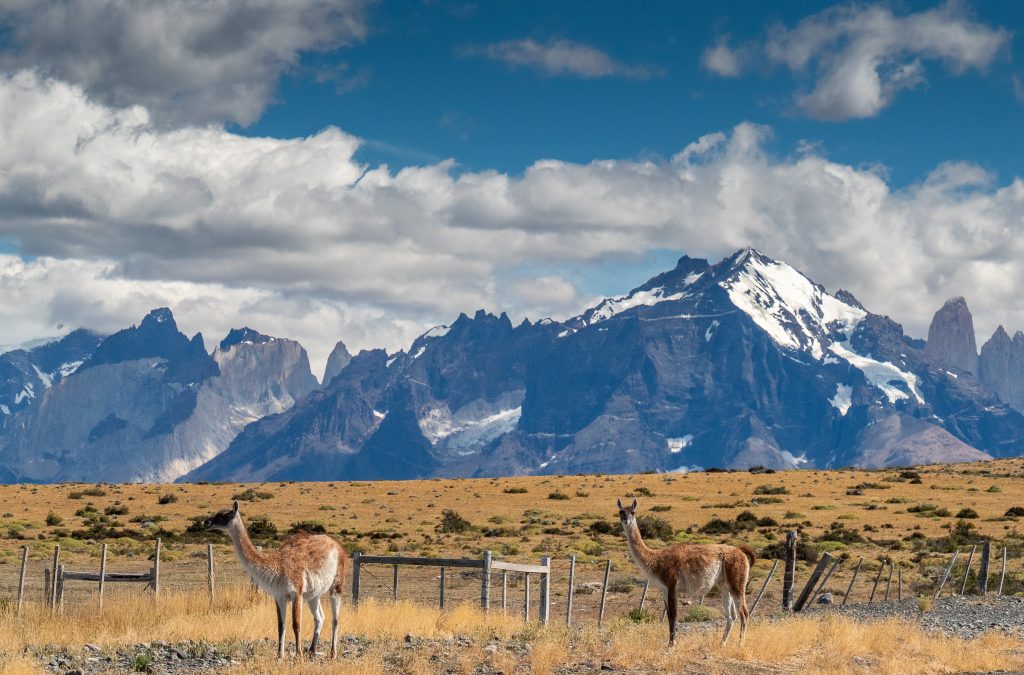 Classic view of guanaco's and the Torres del Paine mountains