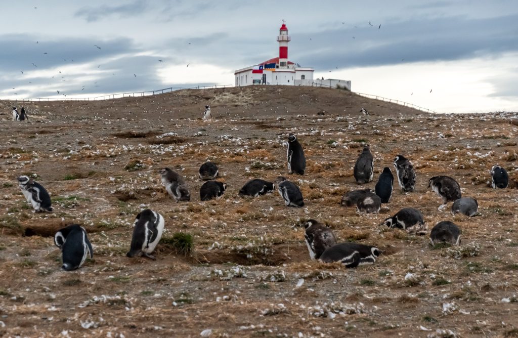Magellanic penguins on Magdalena Island near Punta Arenas