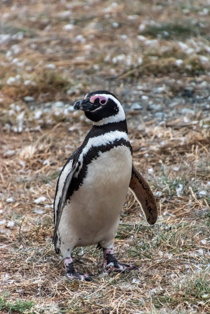 a cute Magellanic penguin
