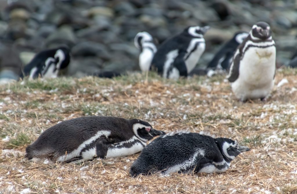 A few more Magellanic penguins