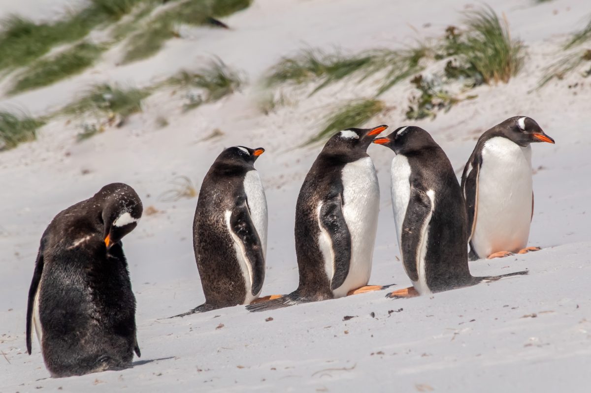 My South America Cruise Port Excursions – An Introduction to Wildlife and History
