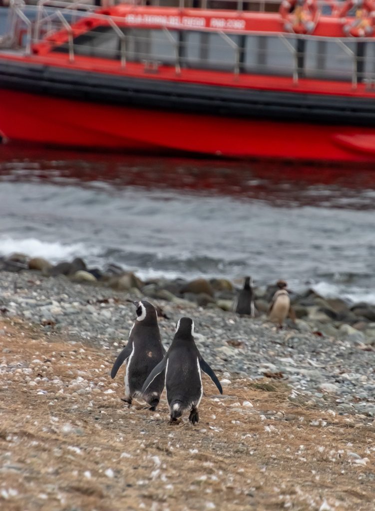 Penguins on the beach