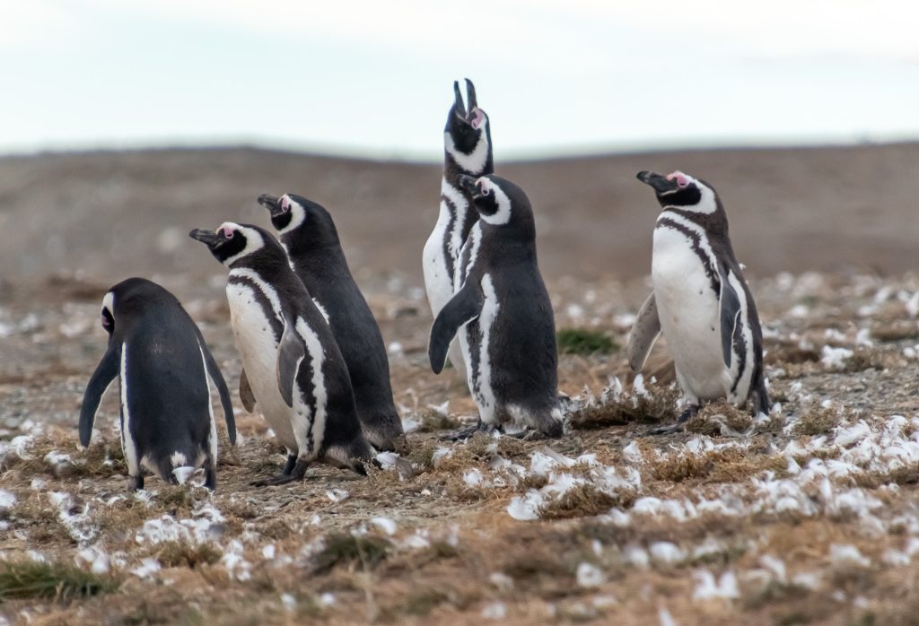 Penguins on Magdalena Island near Punta Arenas